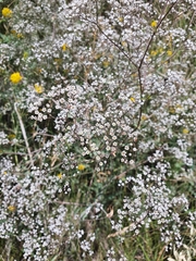 Gypsophila paniculata