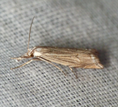 Metacrambus carectellus