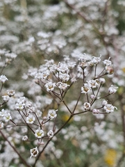 Gypsophila paniculata