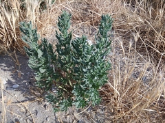 Tournefortia sibirica