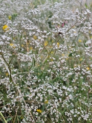 Gypsophila paniculata