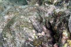 Salarias alboguttatus