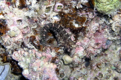 Salarias alboguttatus