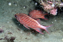 Sargocentron diadema