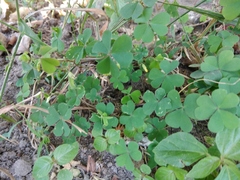 Oxalis corniculata repens