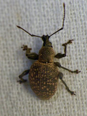 Otiorhynchus pseudonothus