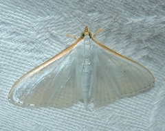 Palpita margaritacea