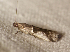Pseudacrobasis nankingella