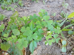 Oxalis corniculata repens