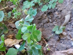 Oxalis corniculata repens