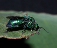 Chrysis lincea
