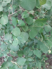 Symphoricarpos albus