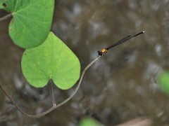 Prodasineura croconota