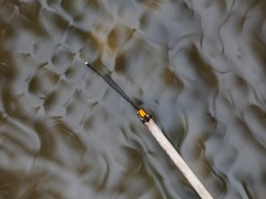 Prodasineura croconota