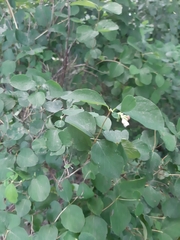 Symphoricarpos albus