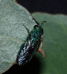 Chrysis lincea