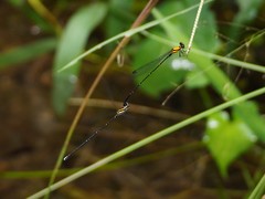 Prodasineura croconota