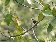 Nigrita luteifrons