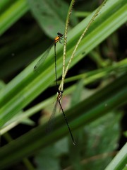 Prodasineura croconota