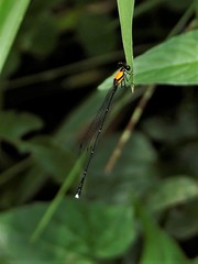 Prodasineura croconota
