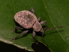 Otiorhynchus pseudonothus