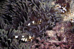 Ancylocaris brevicarpalis