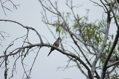 Geopelia striata