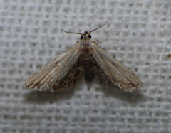 Araeopteron ecphaea