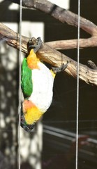 Black-Headed Parrot photo 4