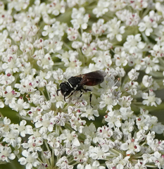 Hylaeus variegatus