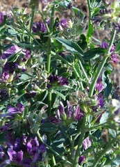 Medicago lessingii