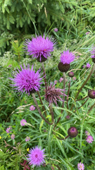 Cirsium heterophyllum
