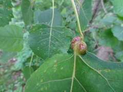 Pemphigus populicaulis