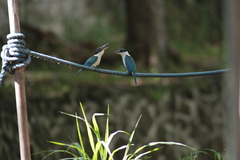 Todiramphus chloris