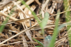 Lepidoptera