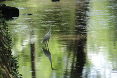 Egretta garzetta
