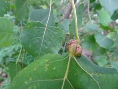 Pemphigus populicaulis