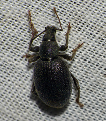 Otiorhynchus meridionalis