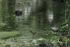 Gallirallus torquatus