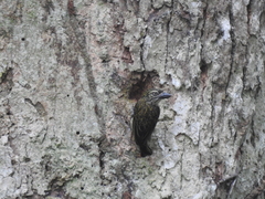 Pogoniulus scolopaceus