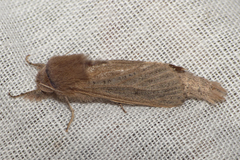 Phragmataecia castaneae