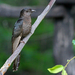 Black Cuckoo - Photo (c) Frans Vandewalle, some rights reserved (CC BY-NC)