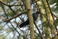 Black Cuckoo photo 2