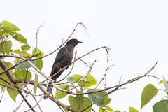 Black Cuckoo photo 4