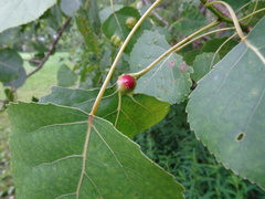 Pemphigus populicaulis