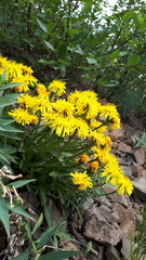 Crepis chrysantha