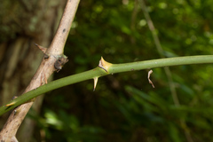 Smilax excelsa