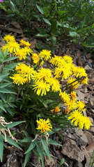Crepis chrysantha