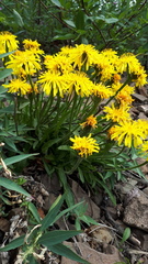 Crepis chrysantha