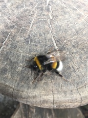 Bombus